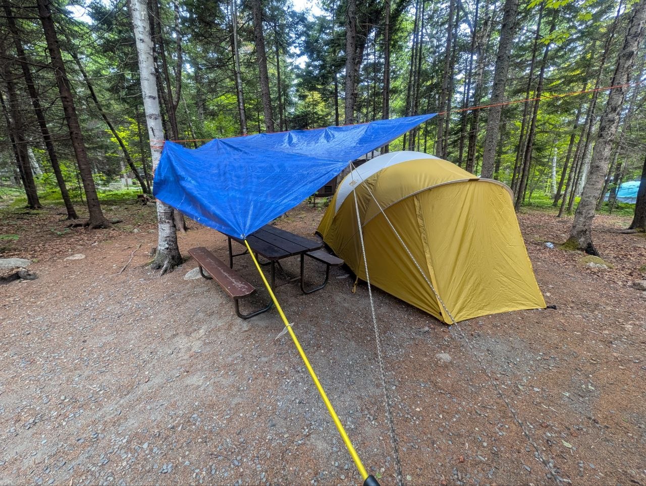 Our campsite at Blackwoods — yellow dome tent and a blue tarp rigged over the picnic table, set in the Acadia spruce-and-birch woods