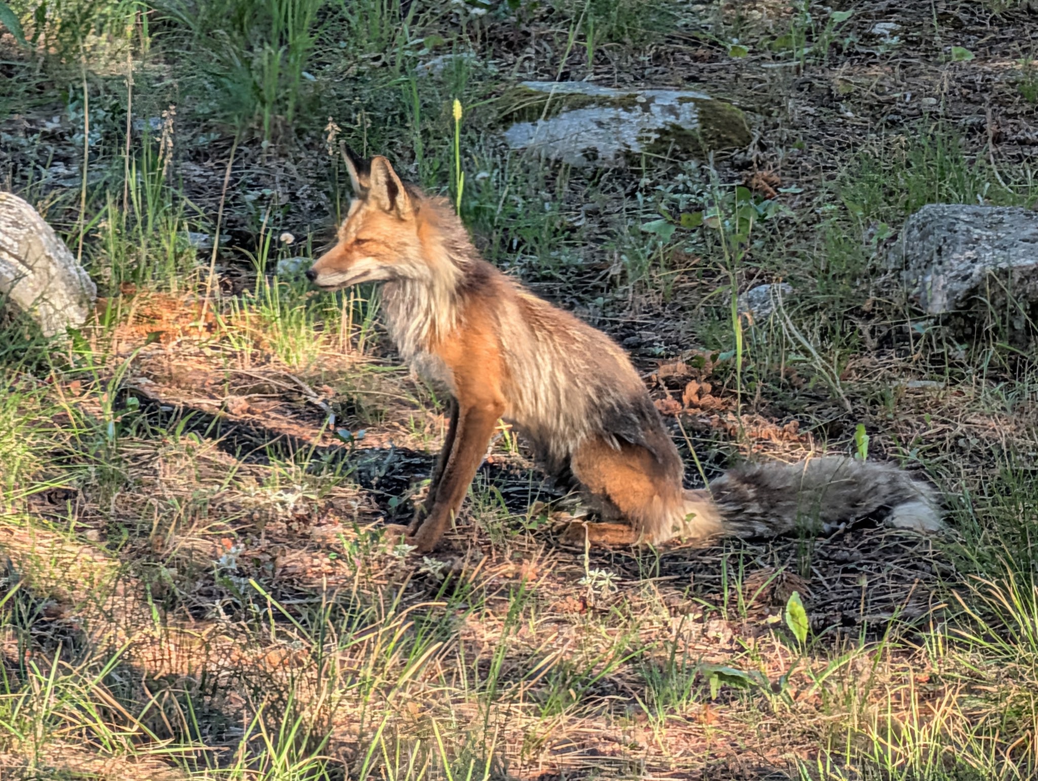 A red fox in the sage near the campground, evening