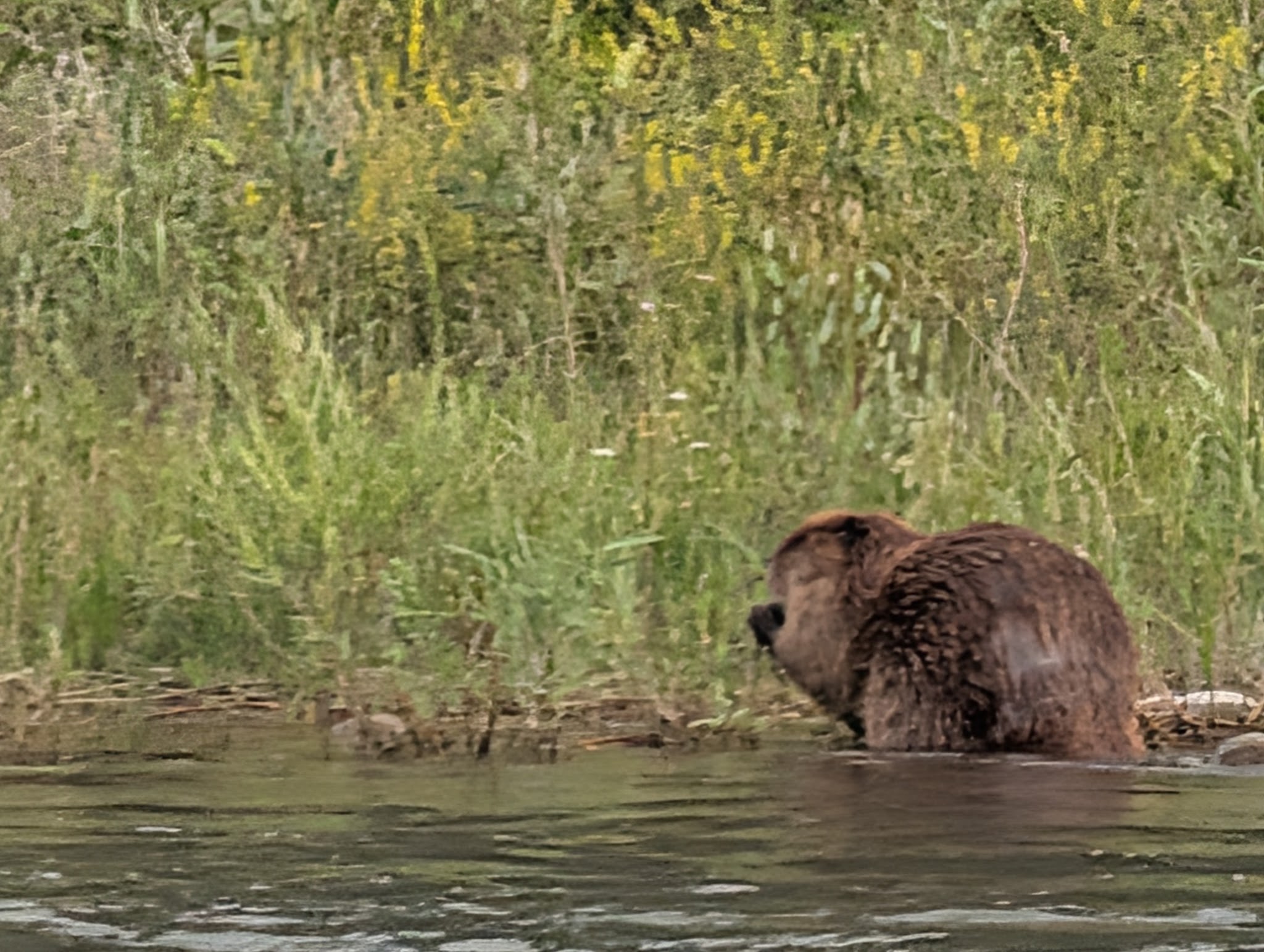 A beaver at the river's edge