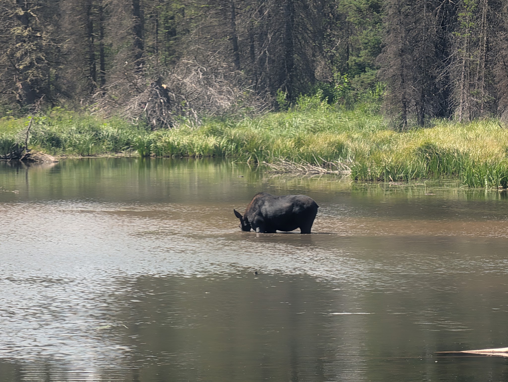 A cow moose wading in a pond at Moose Ponds