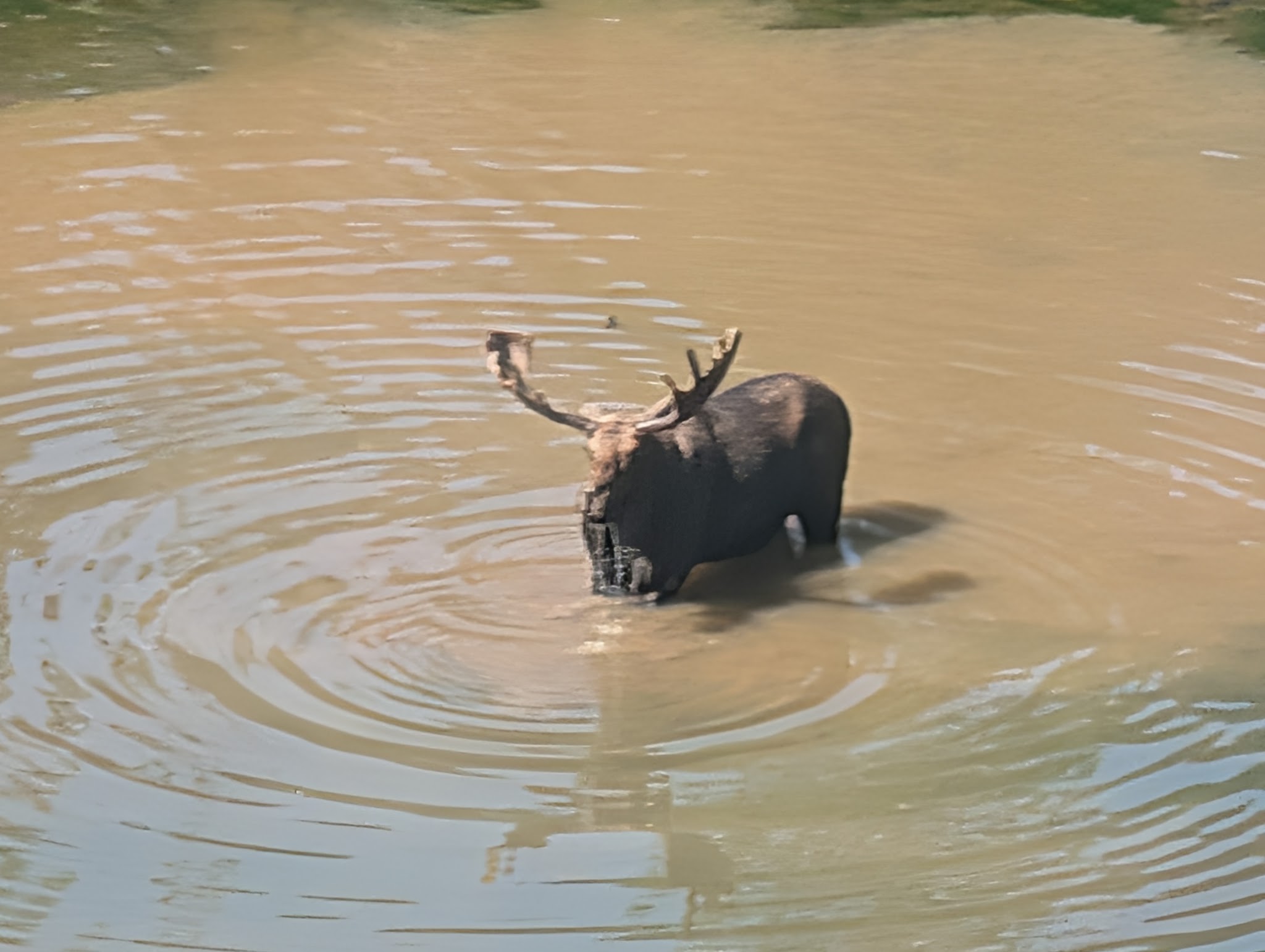 A bull moose standing in a pond at Moose Ponds